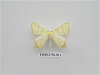 藏品(尺蛾325)的圖片